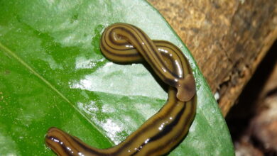gusano