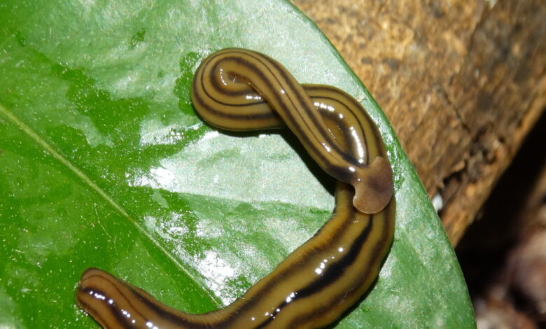 gusano