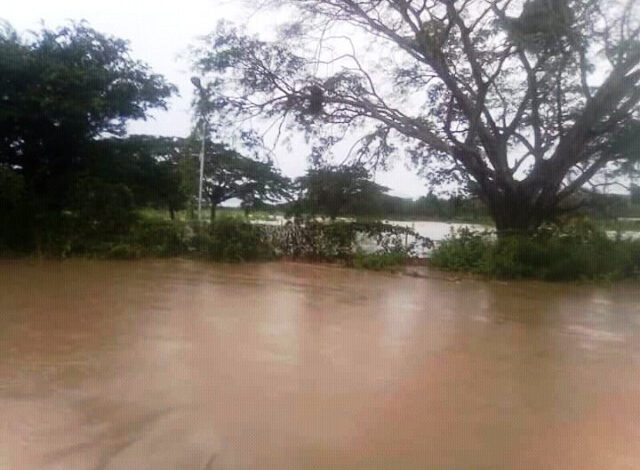 guarico