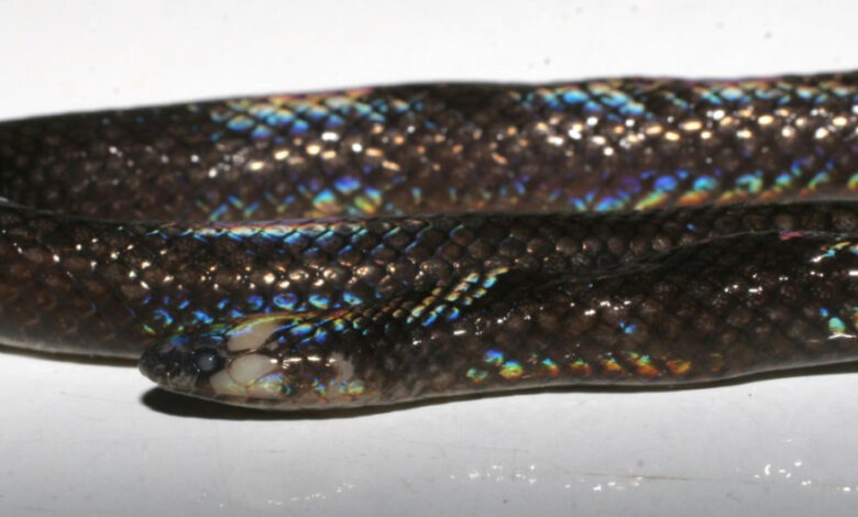 serpiente