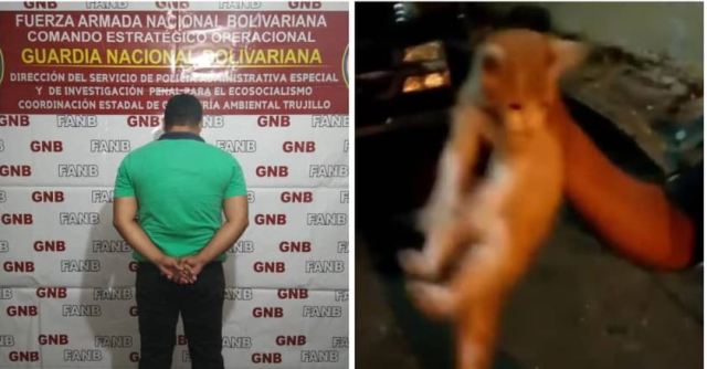 preso lanza gato