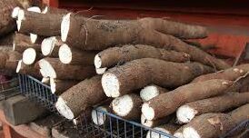yuca