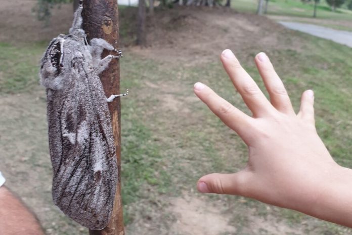 polilla
