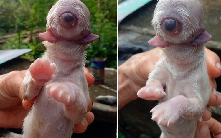El extraño caso del perro que nace con un solo ojo, dos lenguas y sin nariz