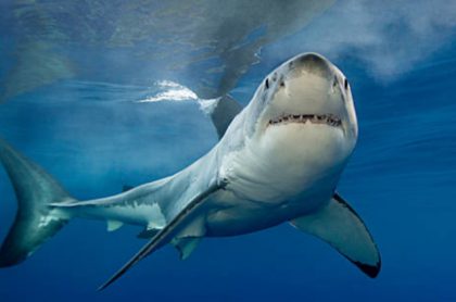 baby shark