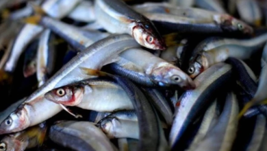 sardinas