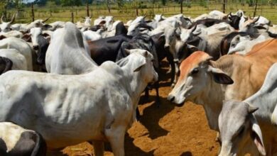 vacas