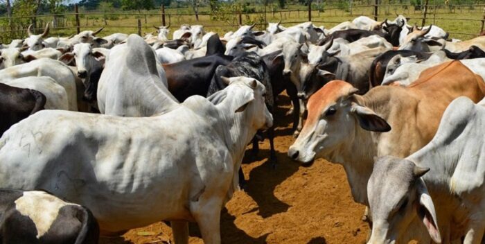 vacas