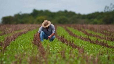 Gremio de agrónomos denuncia piratería en la venta de insumos