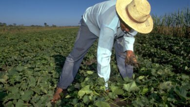 Federación Campesina Bolivariana se desmarca de invasiones y expropiaciones