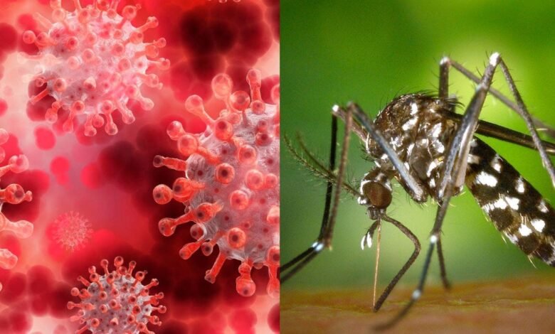 corona dengue