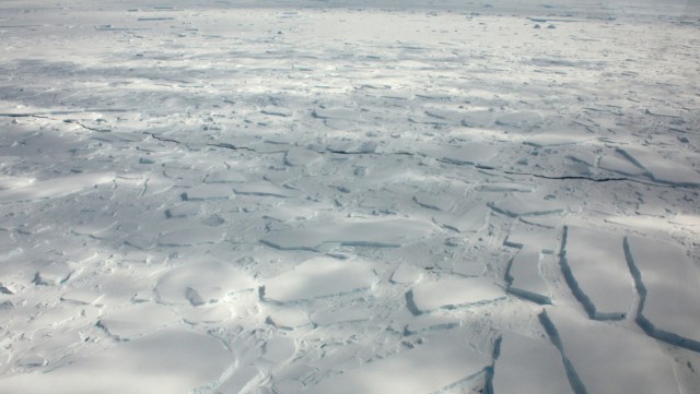 antartica