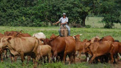 ganaderia