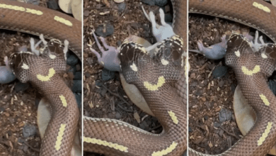 serpiente