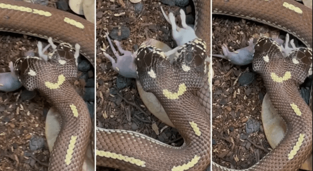 serpiente
