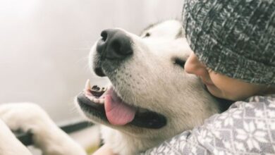 abrazar perro