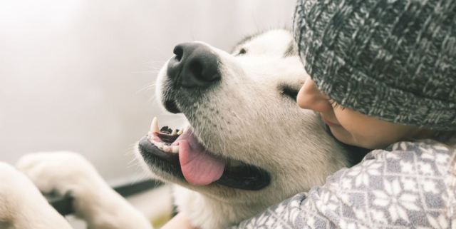 abrazar perro