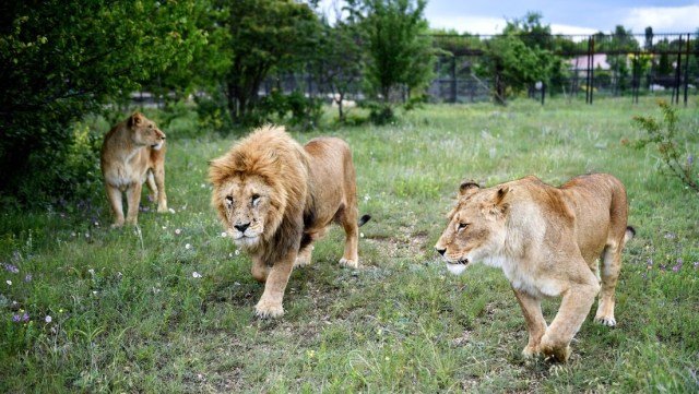 leones