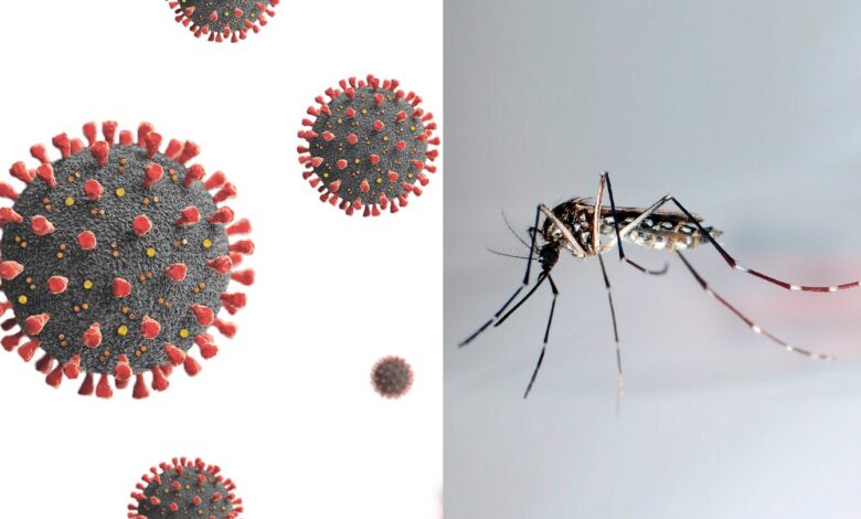 dengue y covid