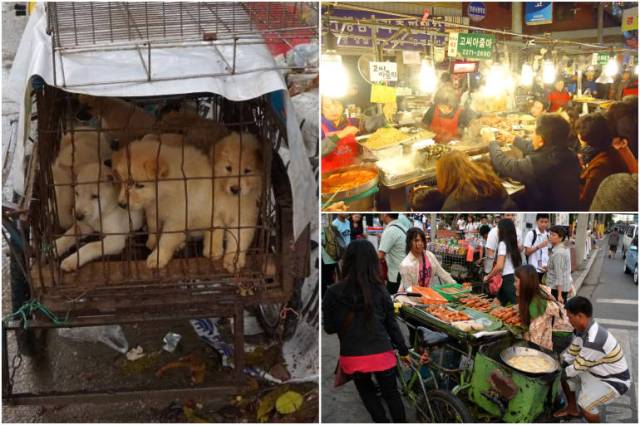 carne de perro corea