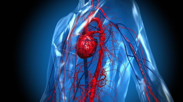 corazon