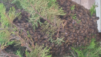 abejas
