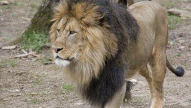 leones