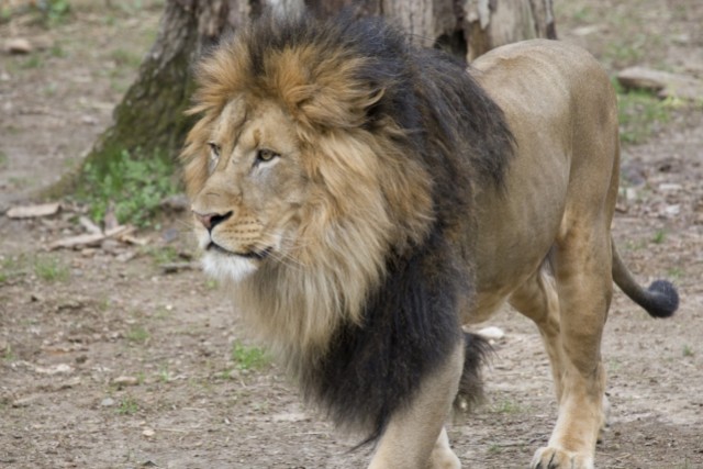 leones