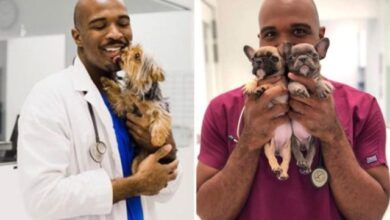 veterinario sadico