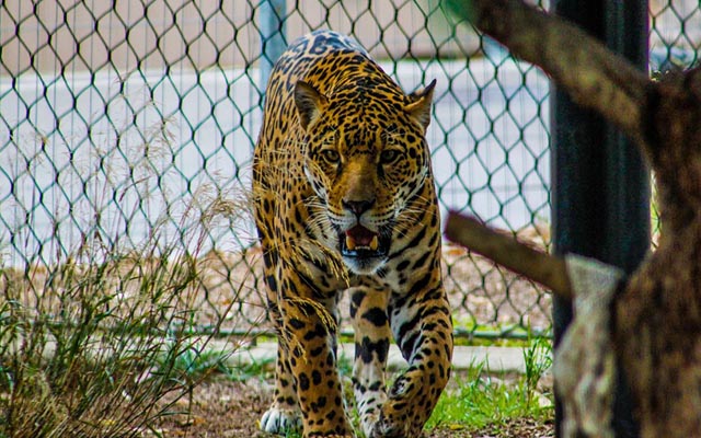 leopardo