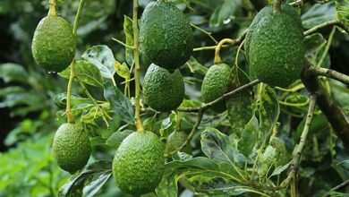 aguacates