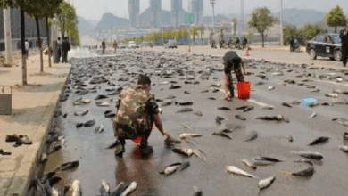 lluvia de peces