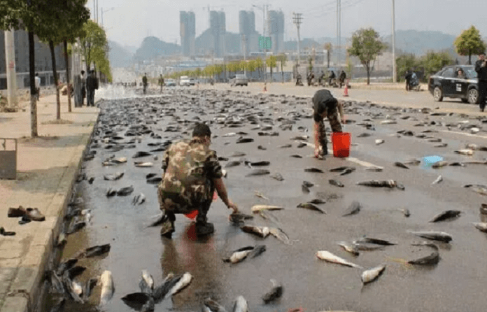 lluvia de peces