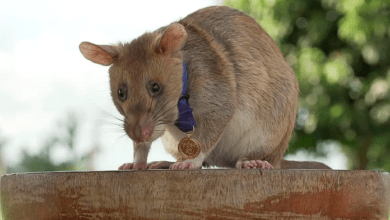 ratas