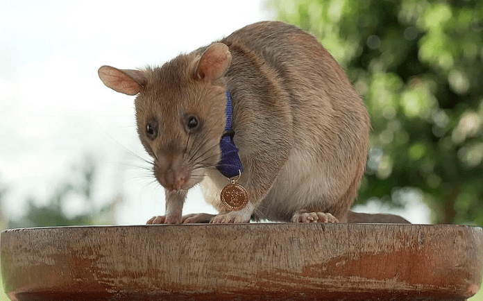 ratas