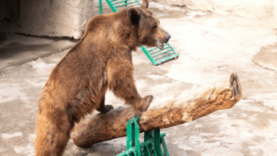 oso