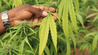 cannabis