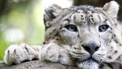 leopardo covid