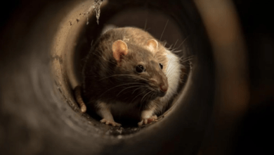 ratas