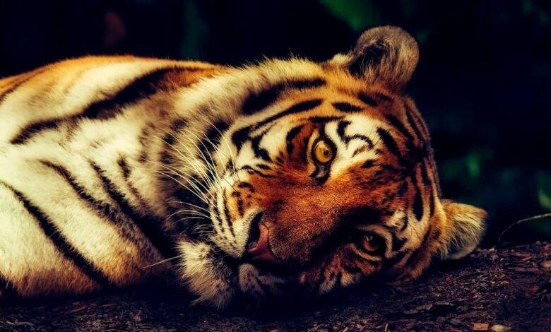 tigre