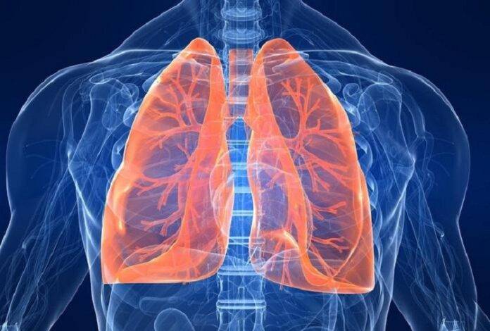 pulmones