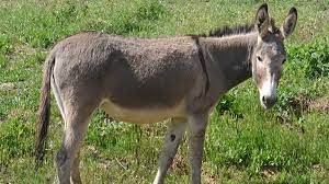 burro