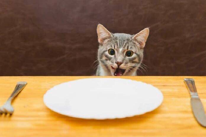 gatpo