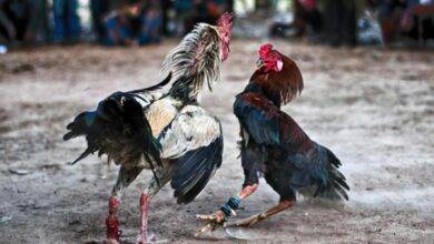 pelea de gallos
