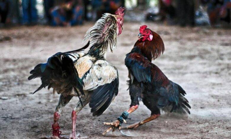 pelea de gallos