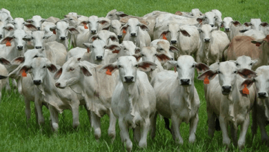 VACAS