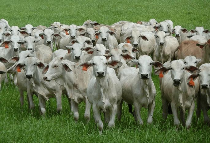 VACAS