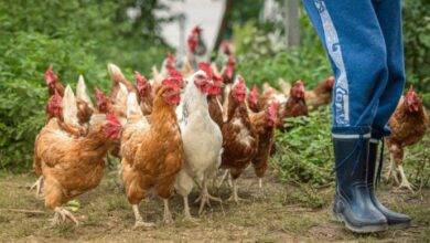 gallina