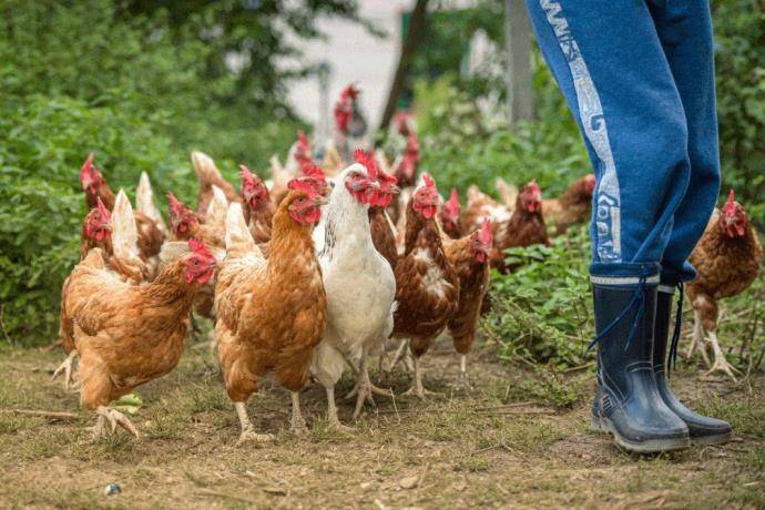 gallina