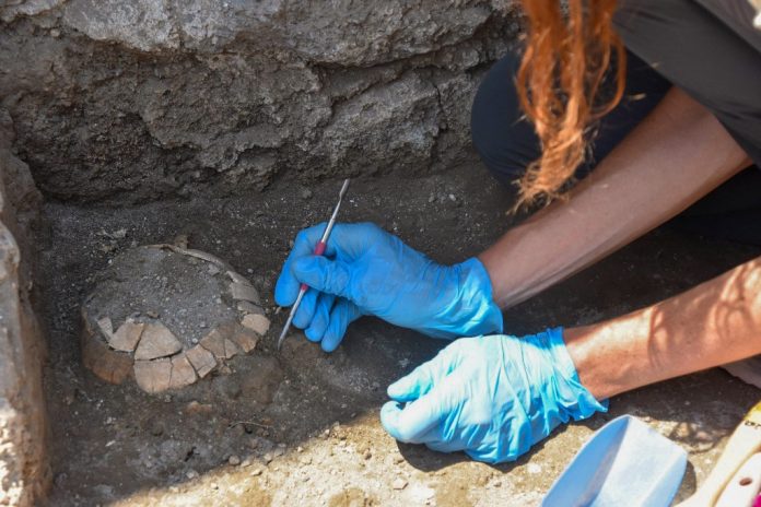 tortuga milenial